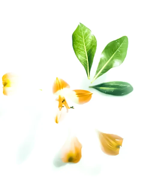 إعداد التقارير البيئية